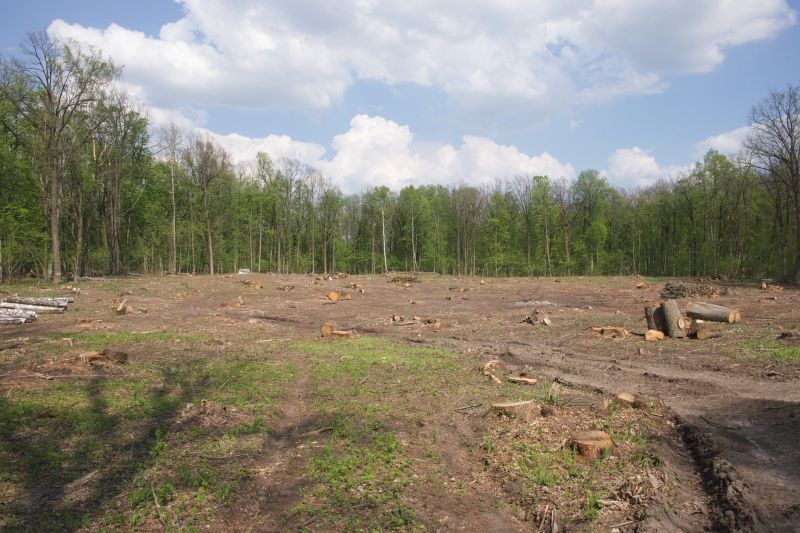 Trees Clearing in Katy, TX