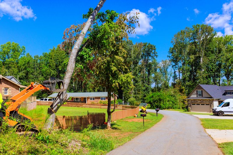 Palm Tree Removal in Pottstown, PA